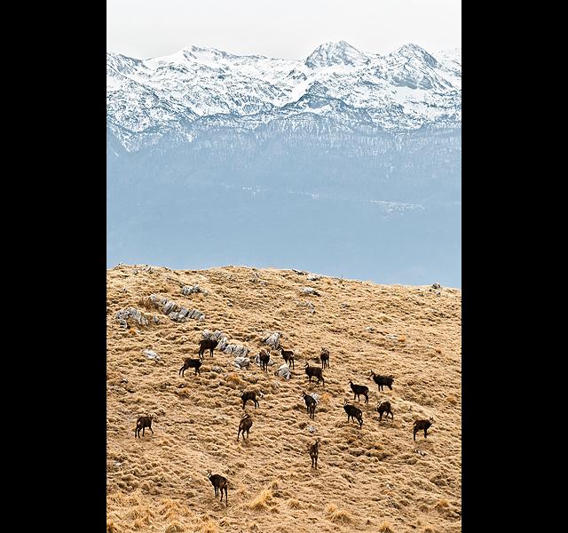 Gamsi in Spodnje Bohinjske gore