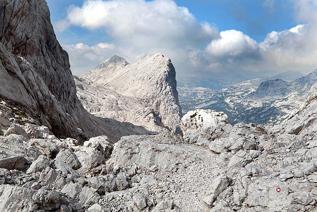 Zelnarici