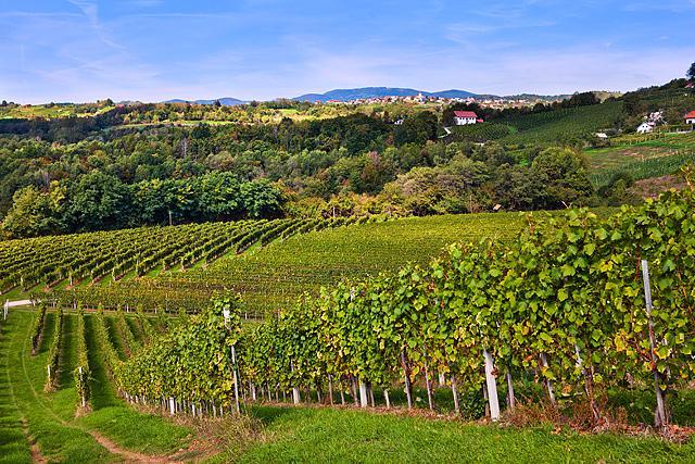Vinogradi v Drašičih