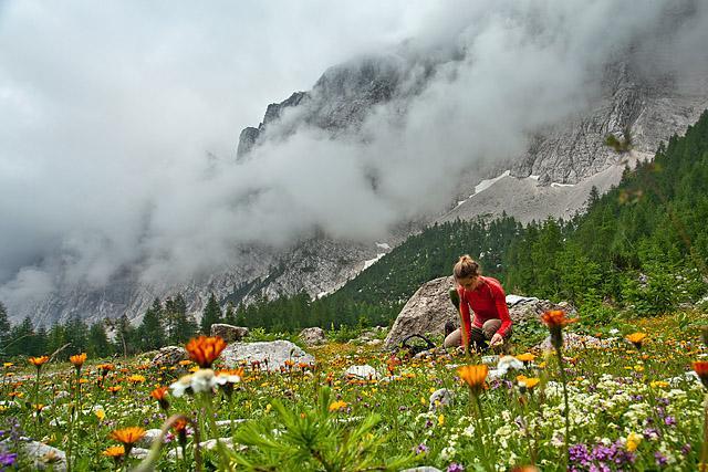 Nabiranje gorskih rož