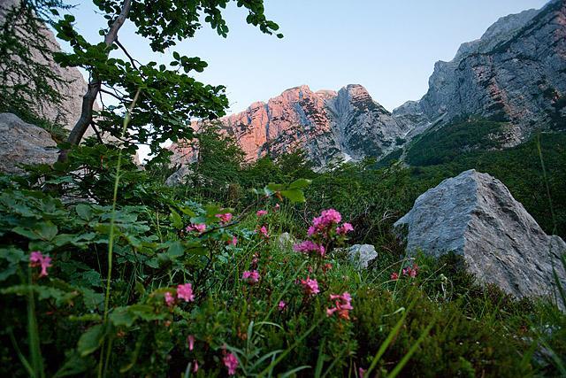 Bovški gamsovec iz Vrat