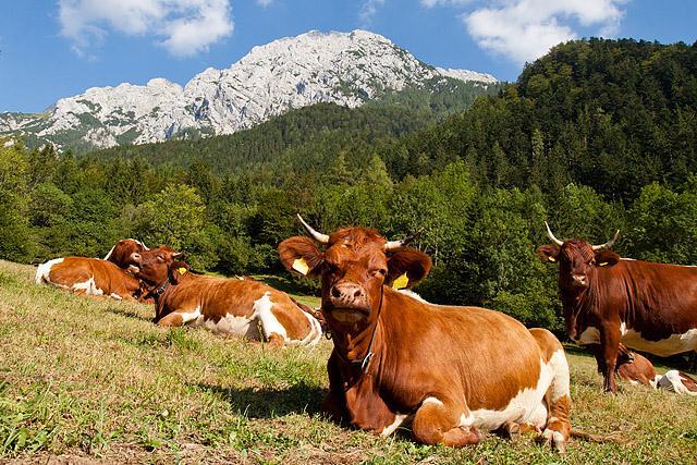 Suhadolnik pod Kalškim grebenom