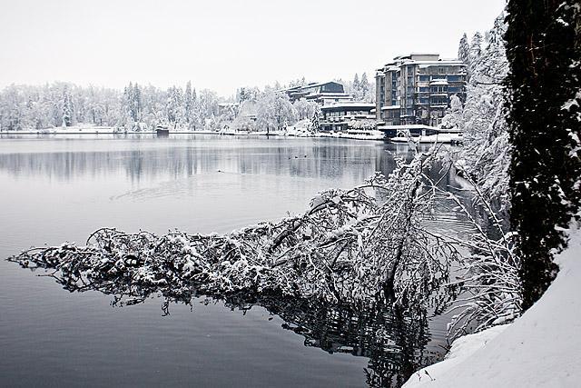 Padlo drevo Blejsko jezero