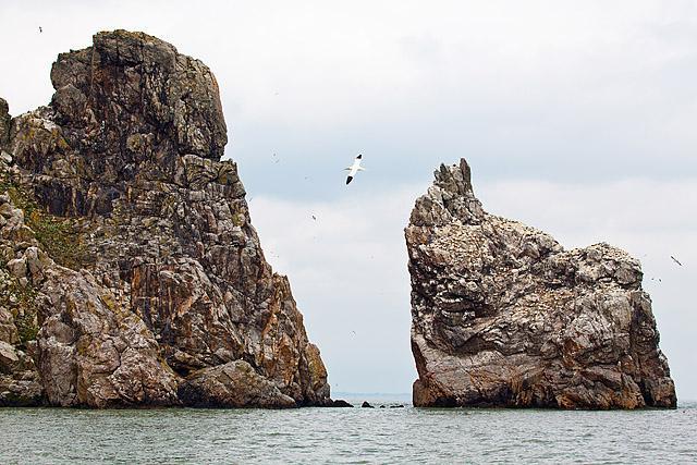 Kolonija strmoglavcev