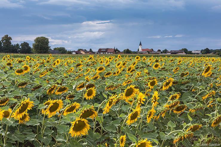 Sončnice Prekmurje